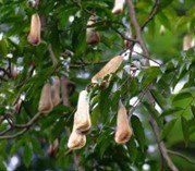 Balsam Peru.jpg
