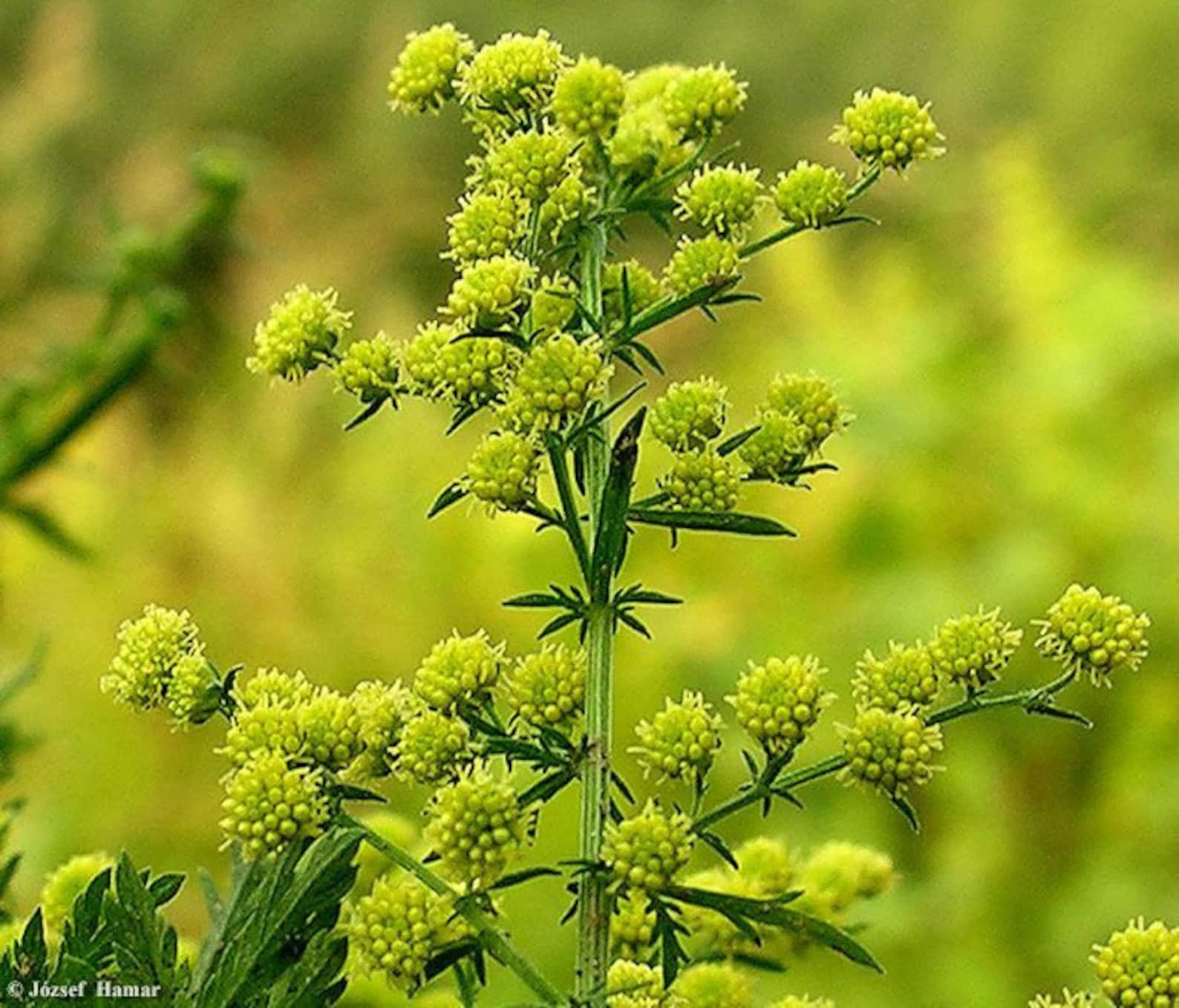Artemisia Annua.jpg
