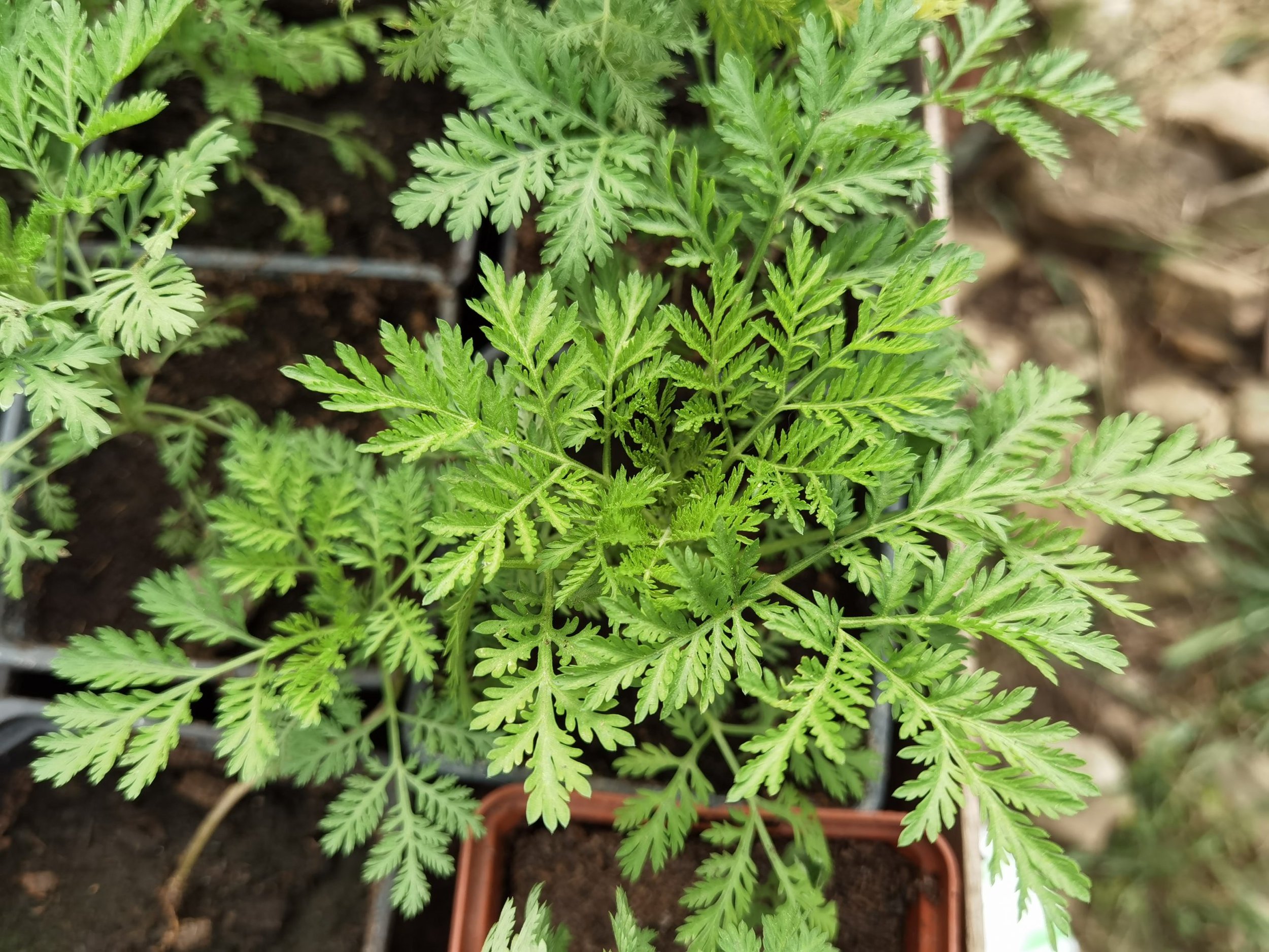 Artemisia Annua1.jpg