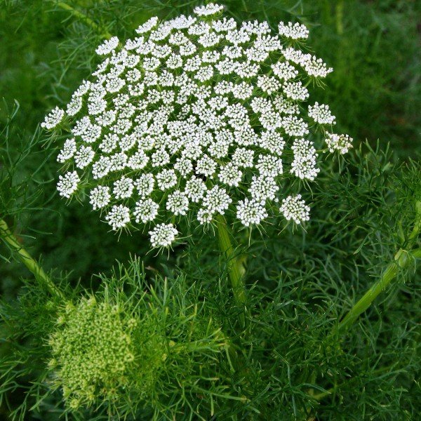 Ajowanplant.jpg