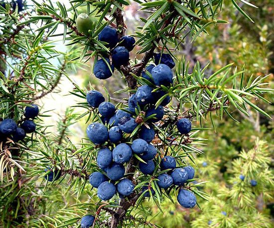 6.Juniperus_communis_fruit.jpg