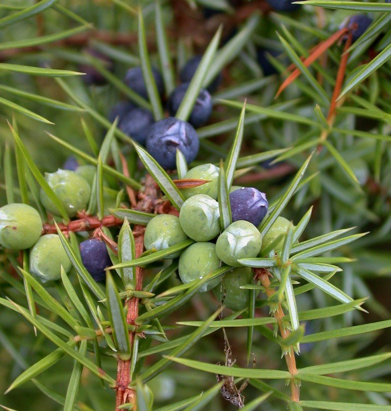 Juniperus_communis_2.jpg