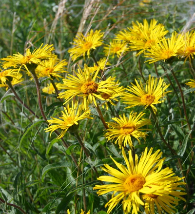 Inula graveolens.png