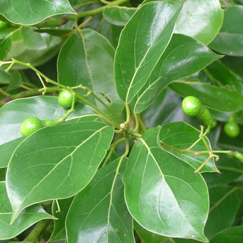 howood-500x500.jpg