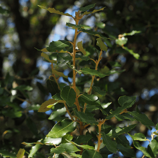 Ho-Wood-600_SmallFile-510x510.png