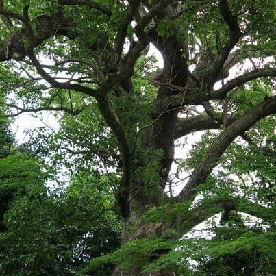 ho-wood-tree-403.jpg