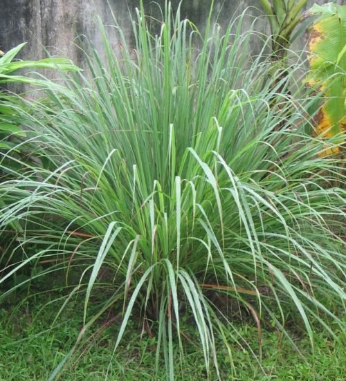 Himalayan soticymbopogon-sp-e1510133696625.jpg