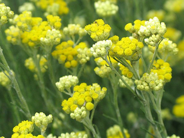 helichrysumHelichrysum, Italicum (Albania)1.jpg