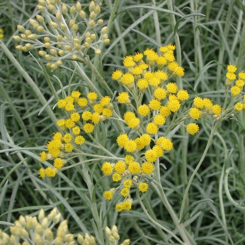 Helichrysum angust italicum, albanian.jpg