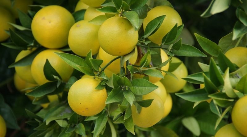 Grapefruit, White