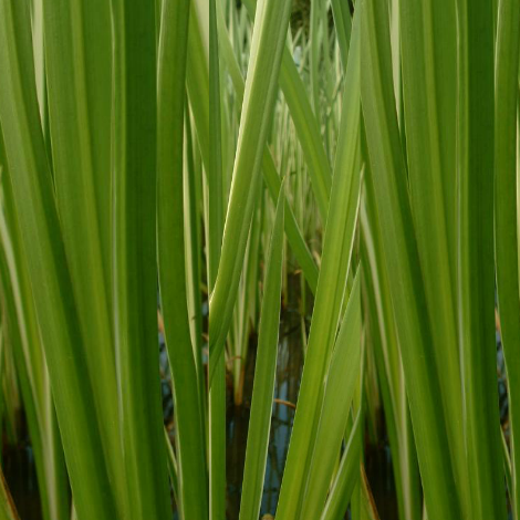 Ginger-Grass1-.png