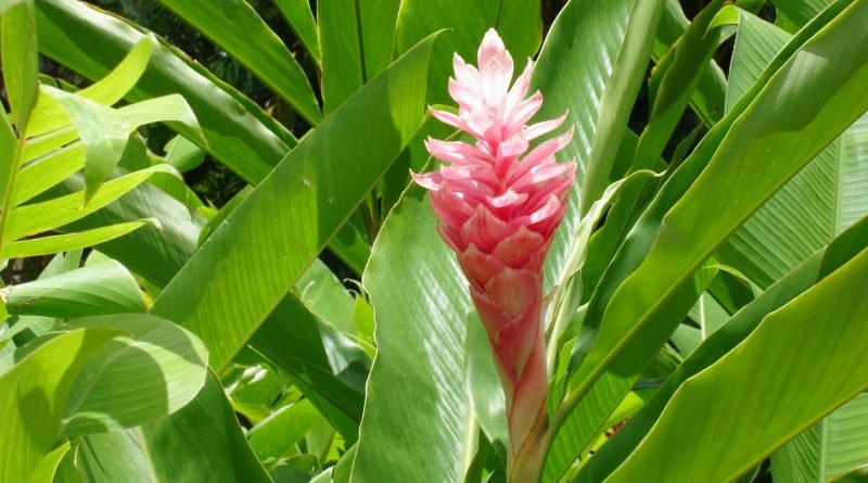ginger2Zingiber_officinale-800x445.jpg