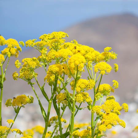 galbanum-essential-oil.jpg