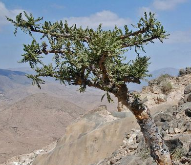 Frankincense, Rare Black (Kenya)2.png