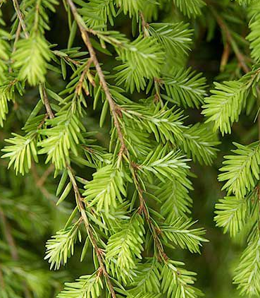 Fir Hemlock 3a.png