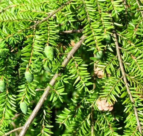 Fir Hemlock1a.png