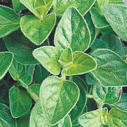 Oregano, True3a.jpg