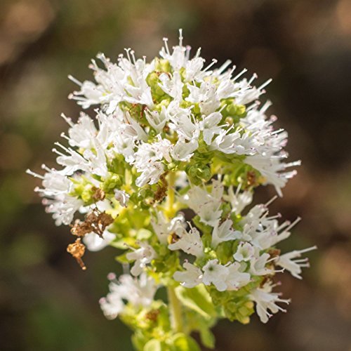 Oregano, True2a.jpg