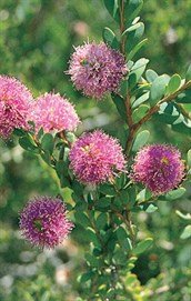 Myrtlehoney3a.jpg