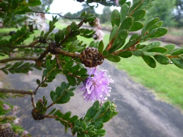 Myrtle Honey2a.jpg