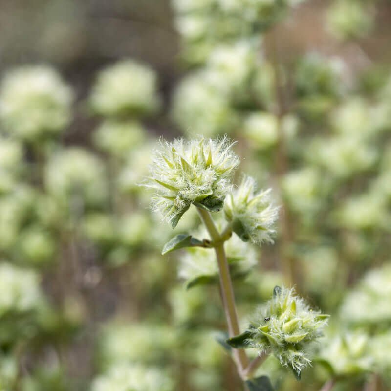Marjoramcineole1a.jpg