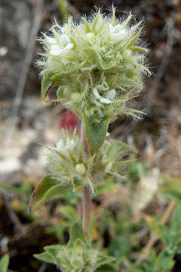 Marjoramcineole2a.jpg