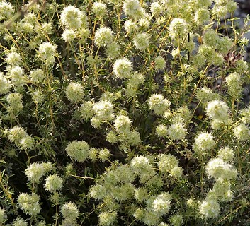 Marjoramcineole3a.png