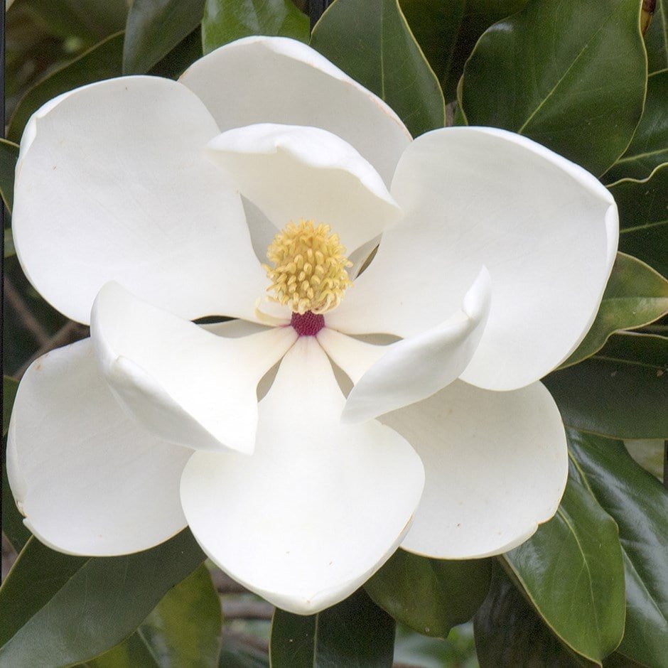Magnolia1a.jpg