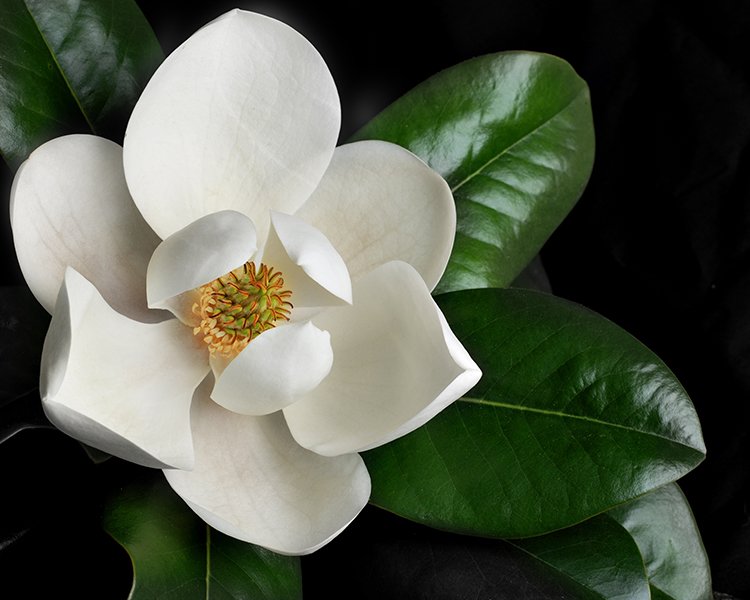 Magnolia3a.jpg