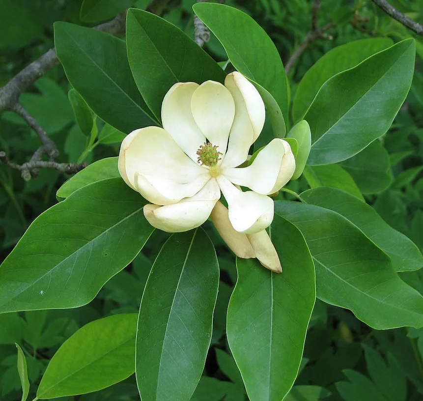 Magnolia2a.png