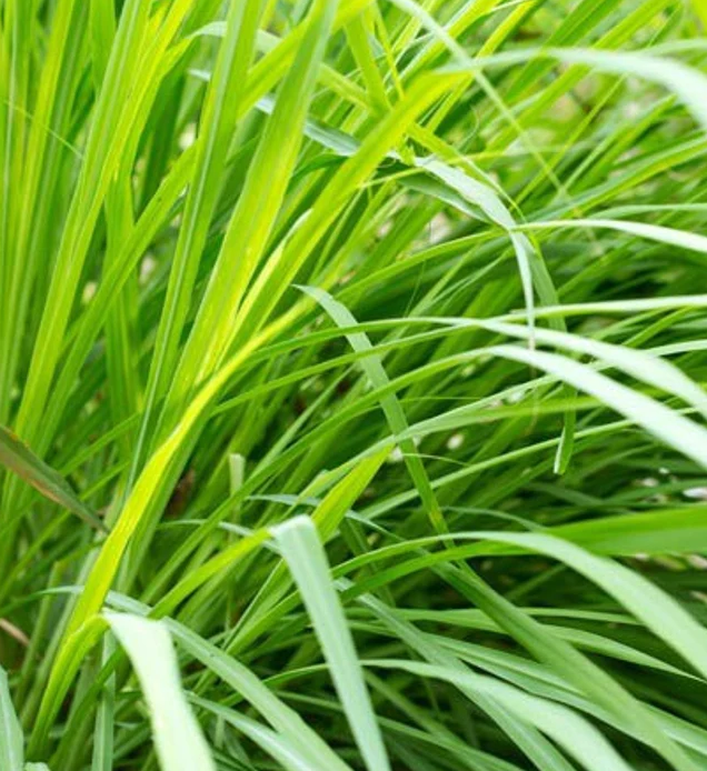 lemongrassindia2a.png