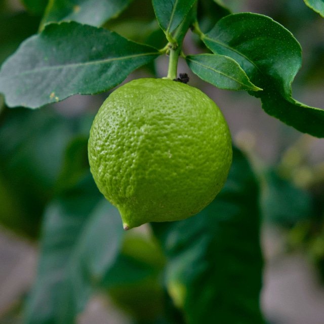 Lemoncedro1a.jpg