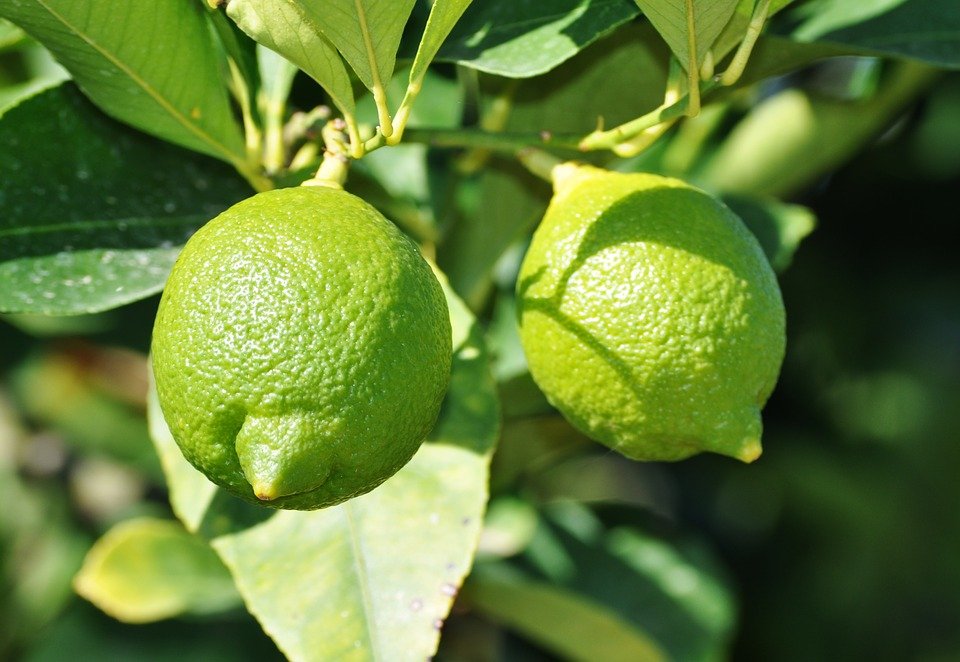lemoncedro2a.jpg