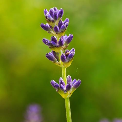 lavenderspike3a.jpg
