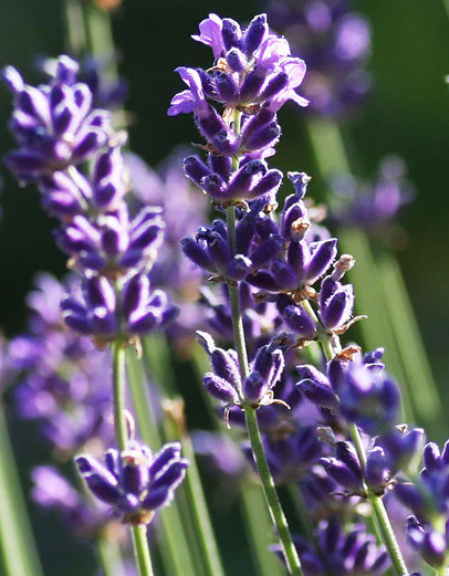 lavenderspike2a.png