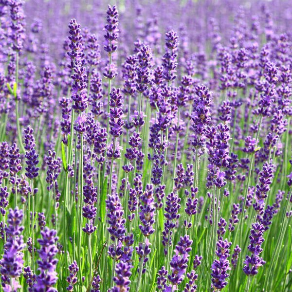 lavenderspike1a.jpg