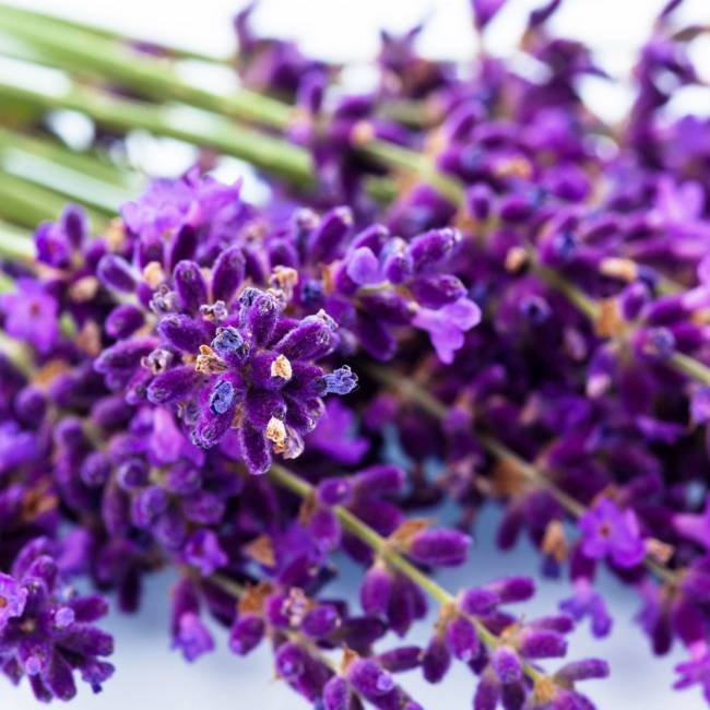 lavenderfine1a.jpg