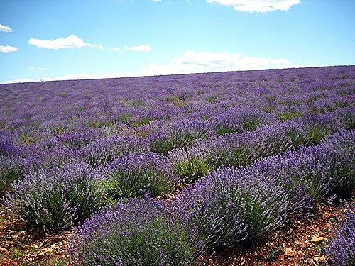 lavenderfine3a.jpg