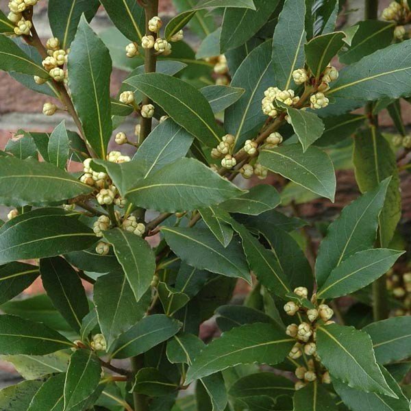 laurelleafbay3a.jpg