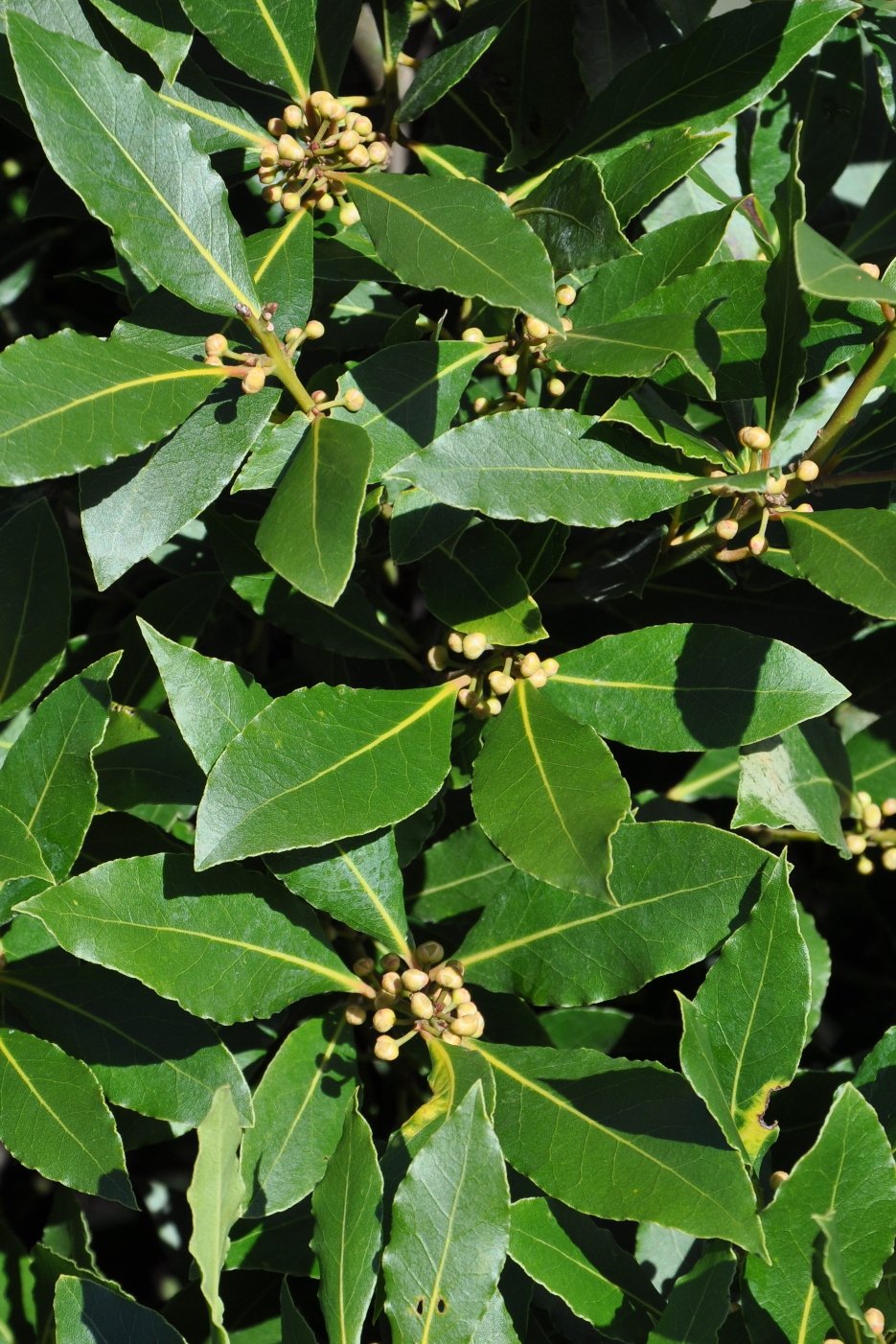 laurelleafbay1a.jpg