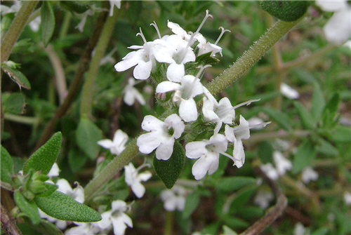 thymegeraniol1a.png