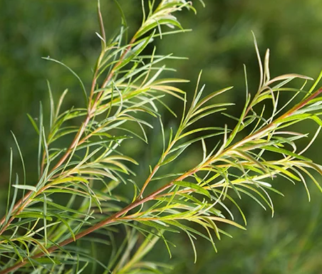 teatreetitree1a.png