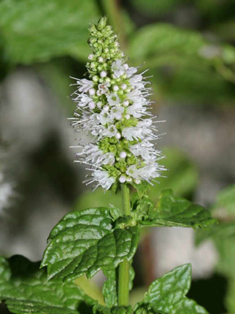 spearmint3a.jpg