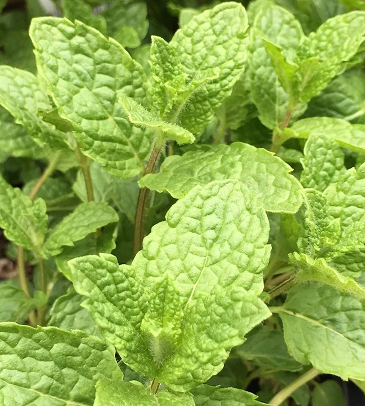 spearmint1a.png