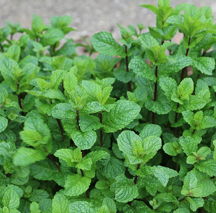 spearmint2a.png