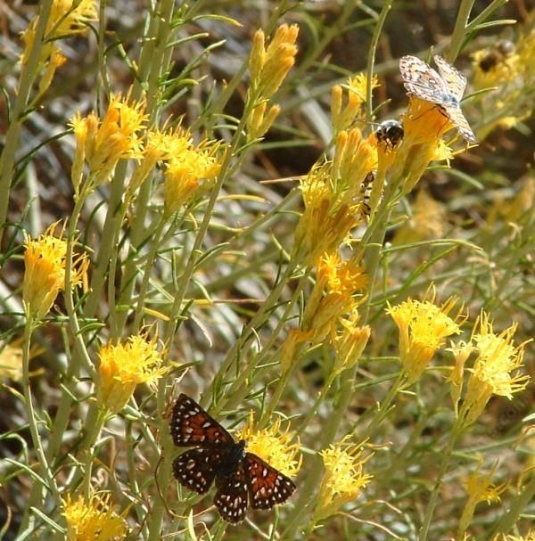 rabbittbrush1a.jpg
