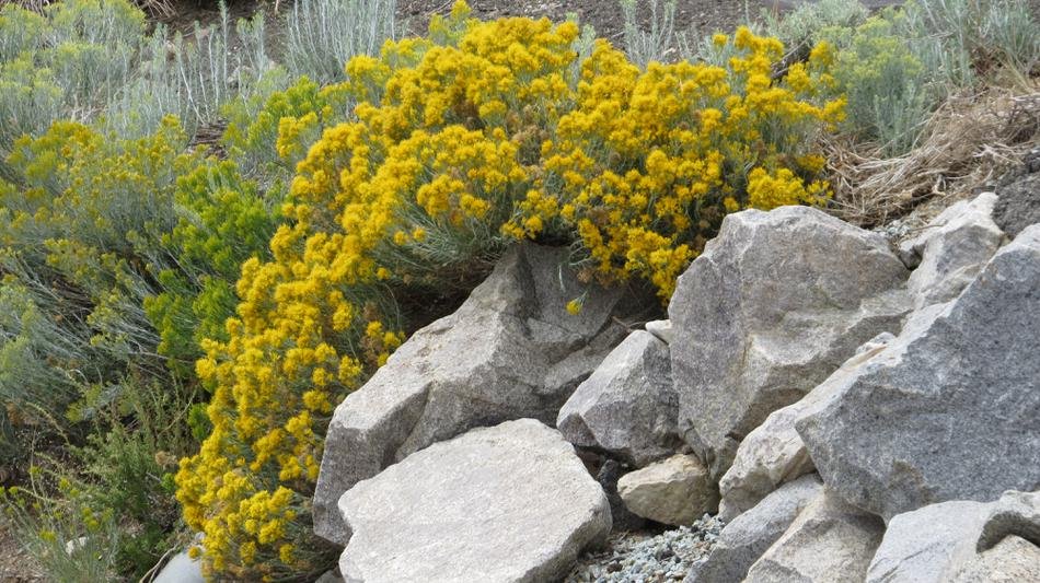 rabbittbrush2a.jpg