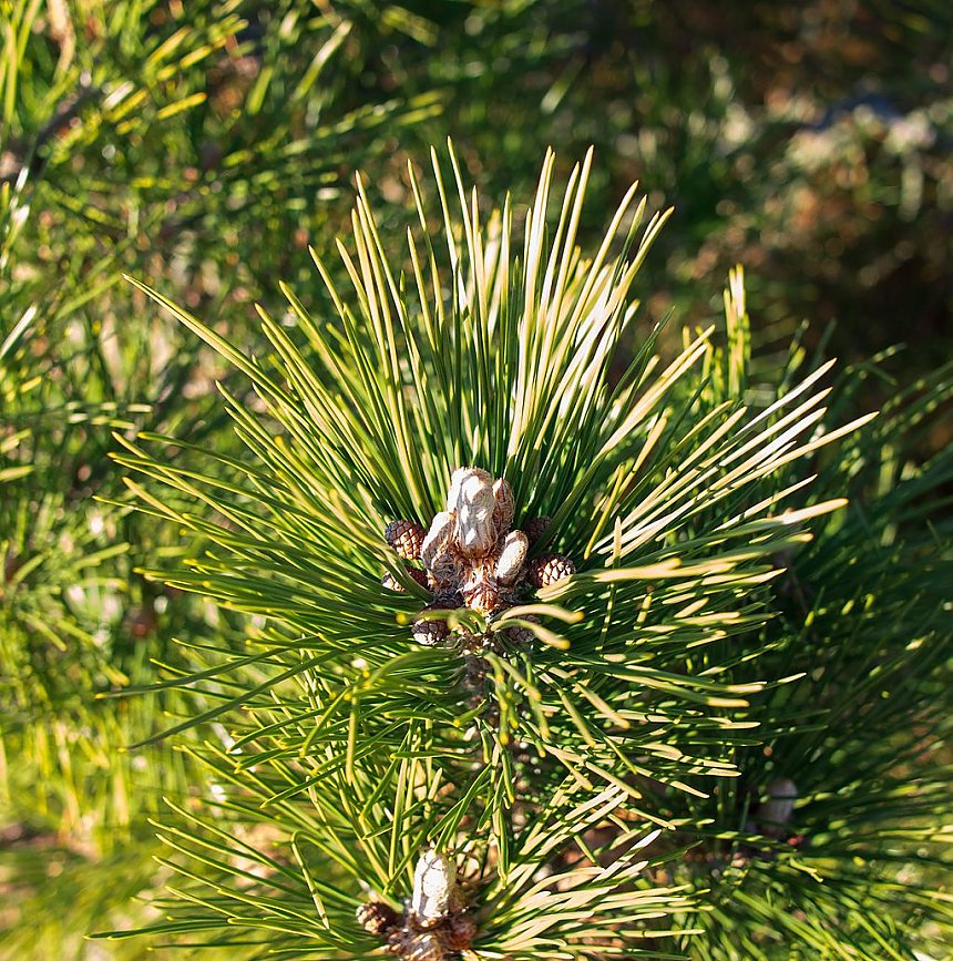pinered3a.jpg