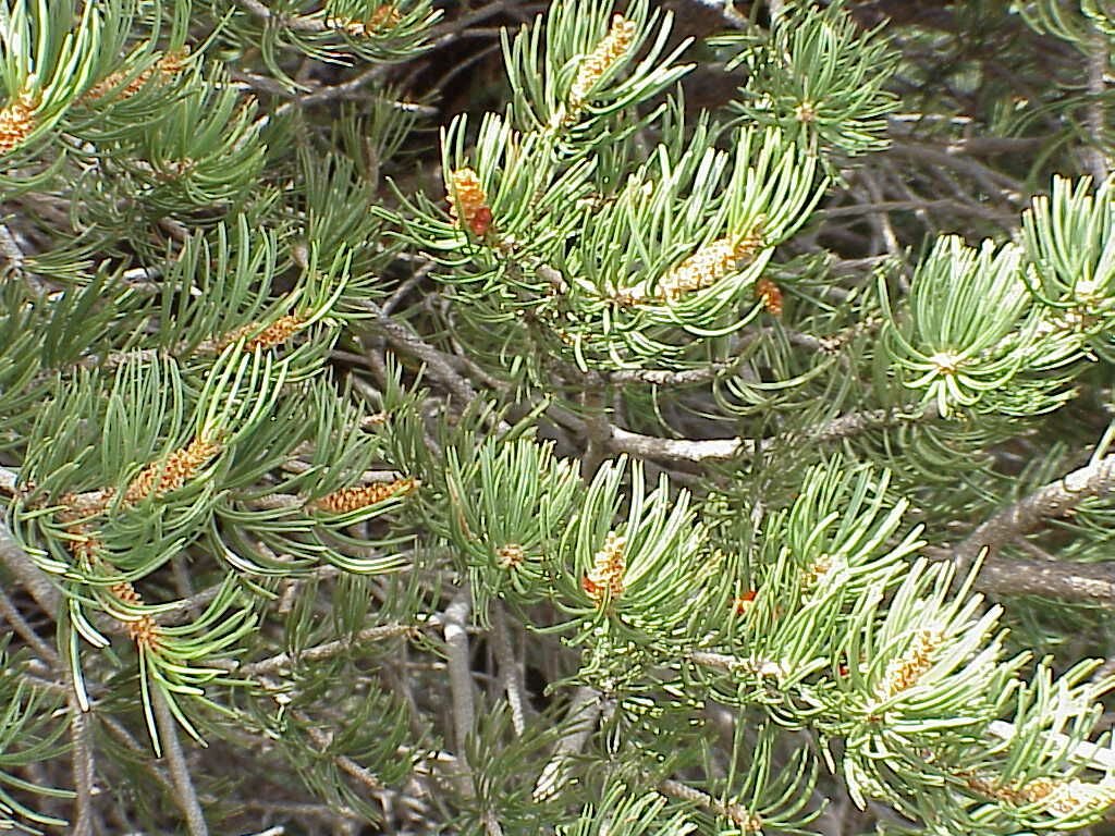 pinepinon1a.jpg