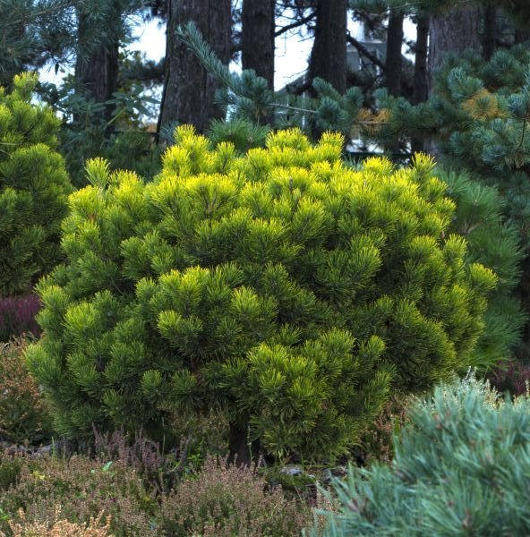 pinemugo1a.jpg